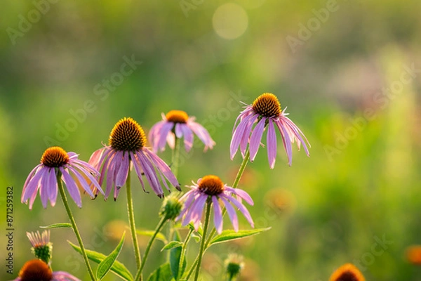 Obraz Coneflower
