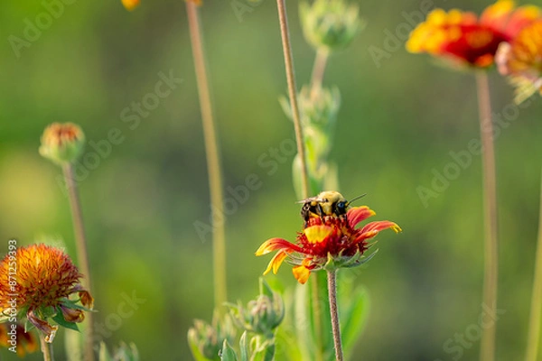 Obraz bee on a flower