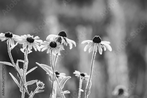 Obraz black and white flowers