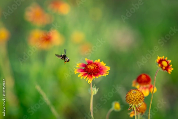 Obraz bee on a flower