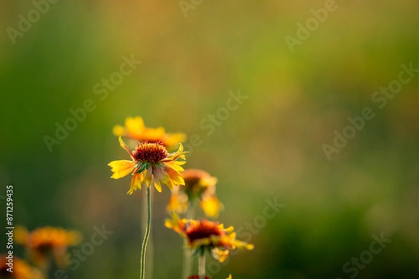 Obraz Indian blanket wildflower