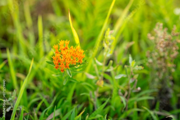 Obraz Butterfly Weed