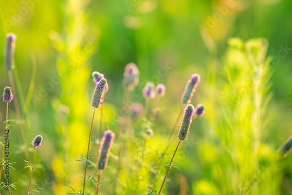 Obraz Prairie Clover