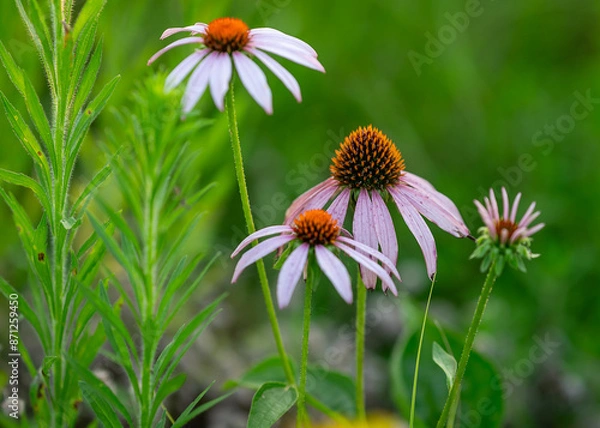 Obraz Purple Flowers