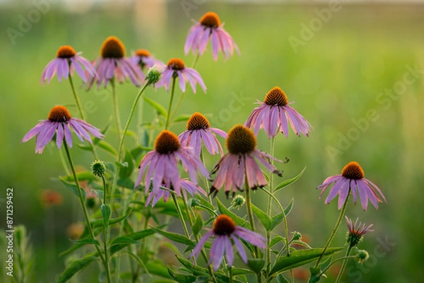 Obraz field of flowers