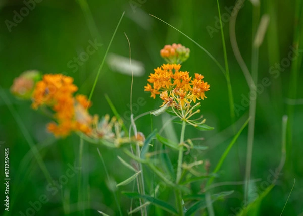Obraz Butterfly Weed