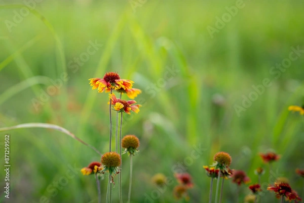 Obraz Indian Blanket Flowers