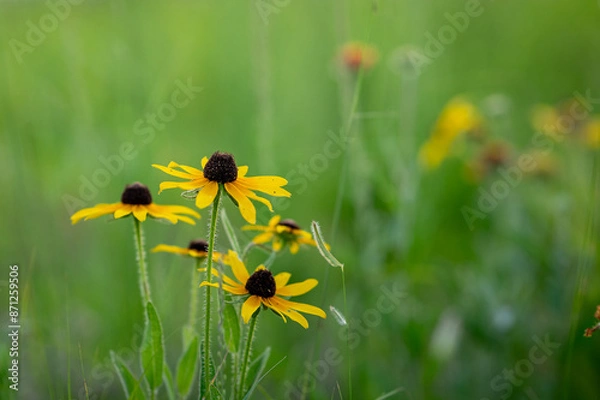 Obraz Black-eyed Susans