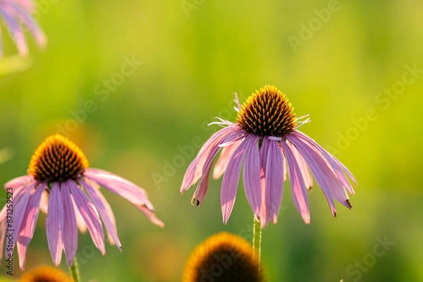 Obraz Coneflowers