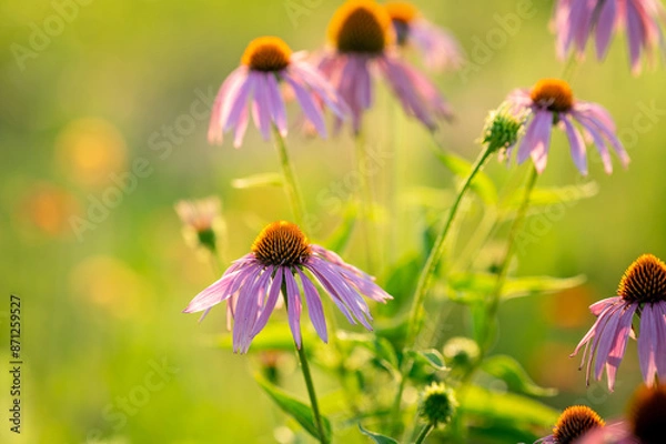 Obraz flowers in the garden