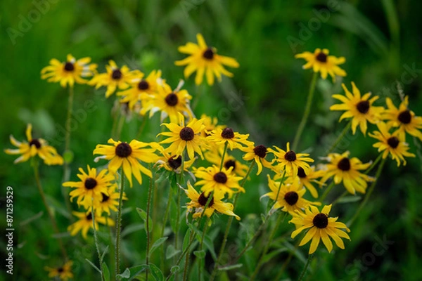 Obraz Black eyed Susan