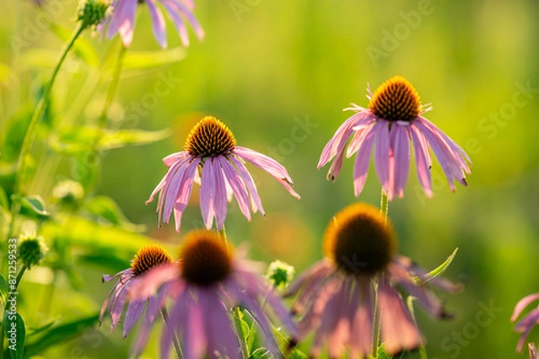 Obraz coneflowers