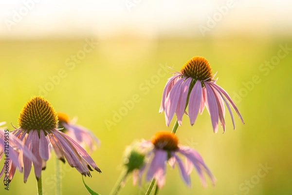 Obraz flowers in the field