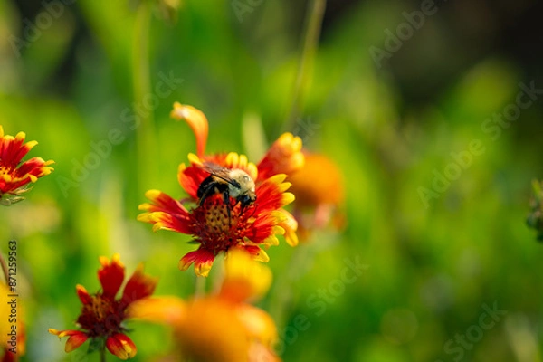 Obraz bee on a flower