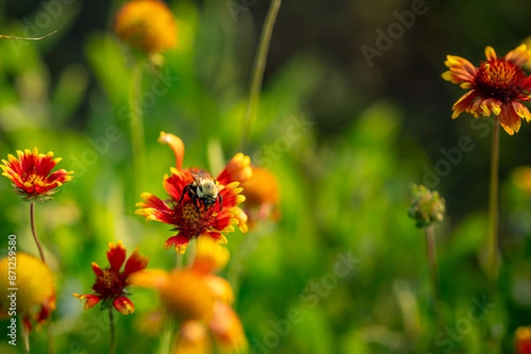 Obraz Bee on Indian Blanket