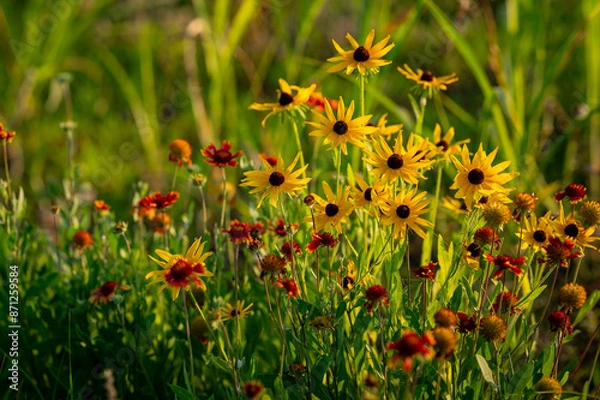 Obraz Summer Flowers
