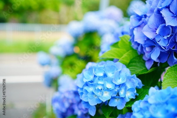 Fototapeta 初夏の散歩道に咲く色鮮やかな青いあじさい
