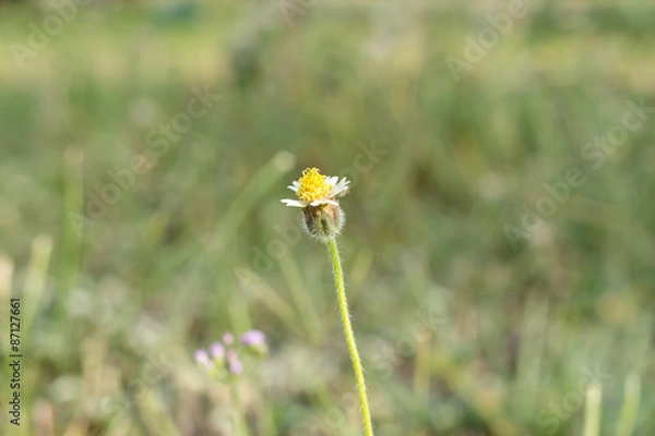 Fototapeta The grass