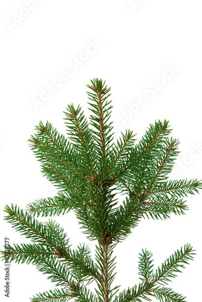 Obraz spruce branch