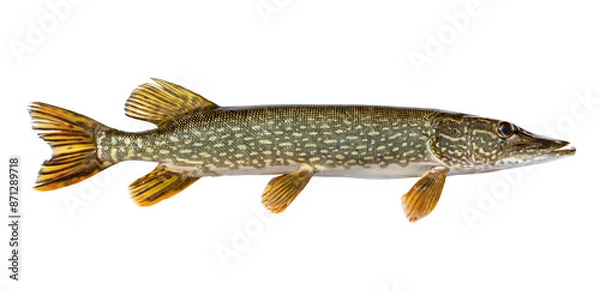 Obraz Fresh caught northern pike isolated on a white background