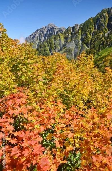 Fototapeta 大日岳　紅葉トレッキング