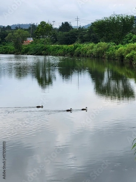 Fototapeta 강물속의청둥오리