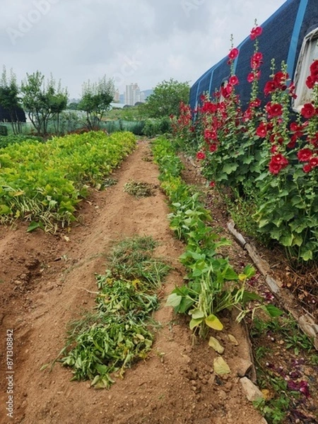 Obraz 농장의야채