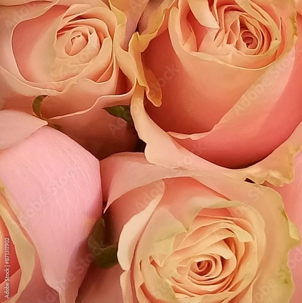 Obraz Summer Time Smile's 