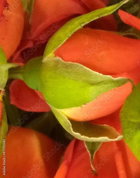 Obraz Summer Time Smile's 