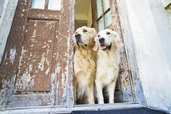 Obraz Two Golden retrievers at the front door of a house