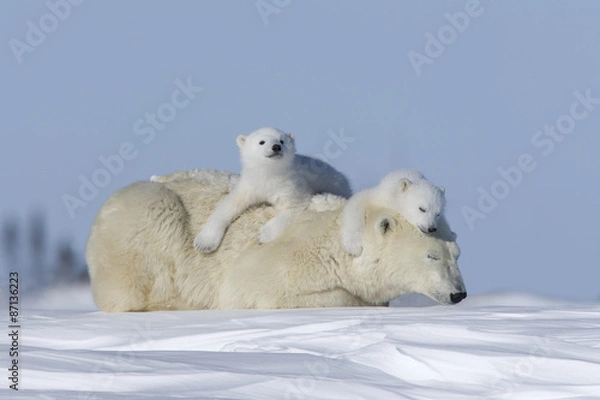 Obraz Eisbaerin mit Jungtieren