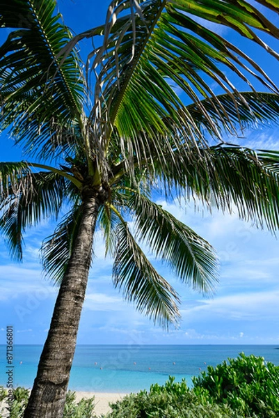 Obraz Palm tree in the Bahamas