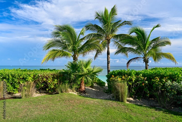 Obraz Palm trees on the beach