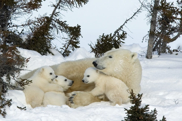 Obraz Eisbaerin mit drei Jungen