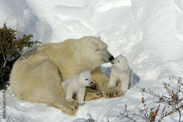 Obraz Eisbaerin mit Jungen