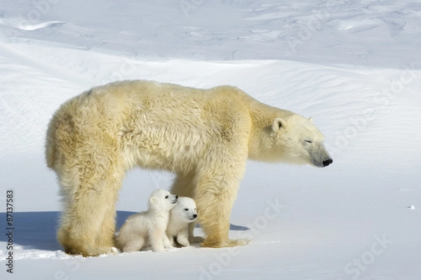 Obraz Eisbaerin mit Jungen