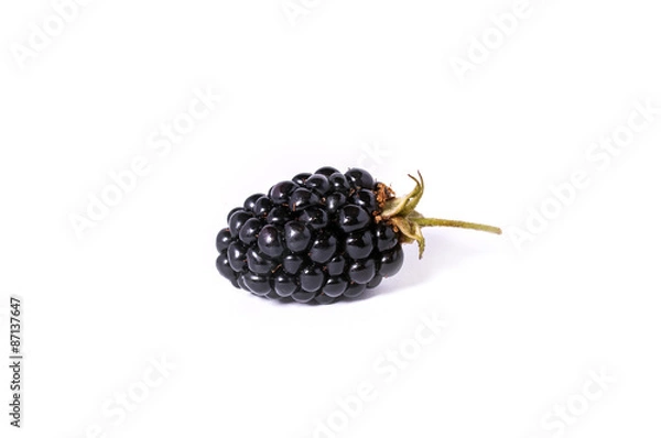 Obraz The blackberry berry