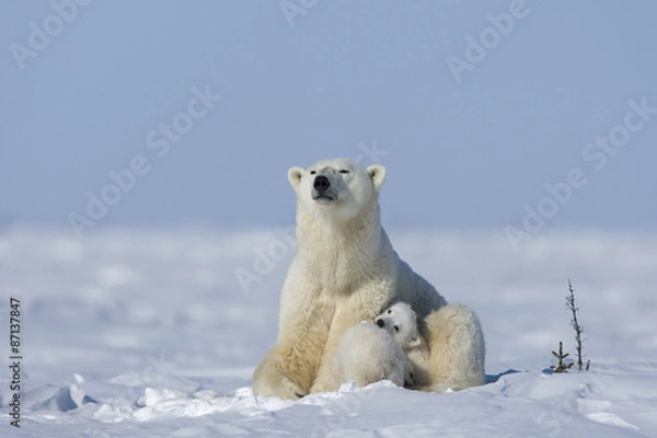 Obraz Eisbaerin mit Jungen