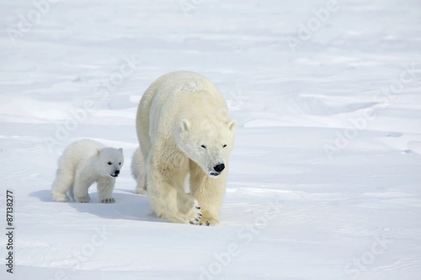 Obraz Eisbaerin mit Jungen