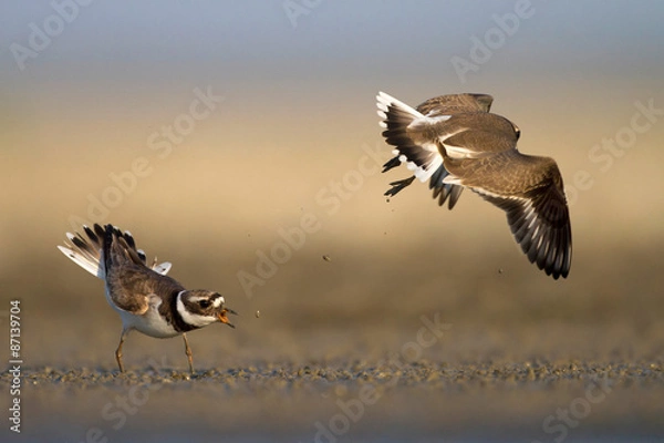 Fototapeta common ringed plover, Charadrius hiaticula