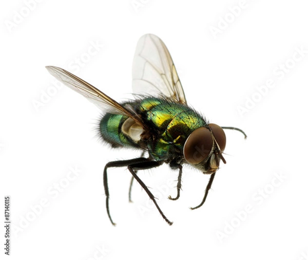 Obraz green fly