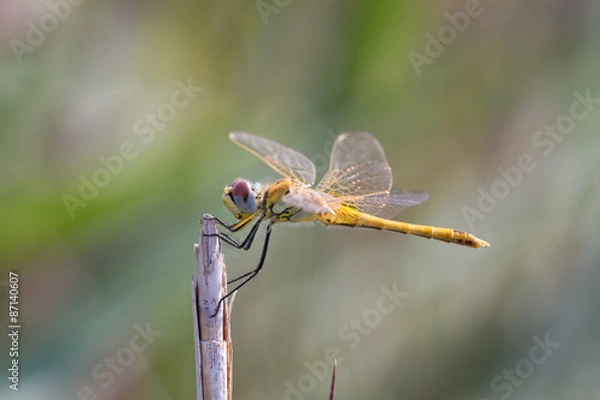 Fototapeta yellow dragonfly