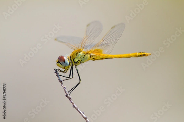 Fototapeta Yellow dragonfly