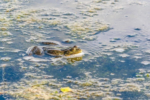 Fototapeta A large green frog sits in the marsh.