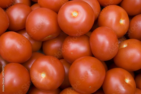 Obraz Red tomatoes