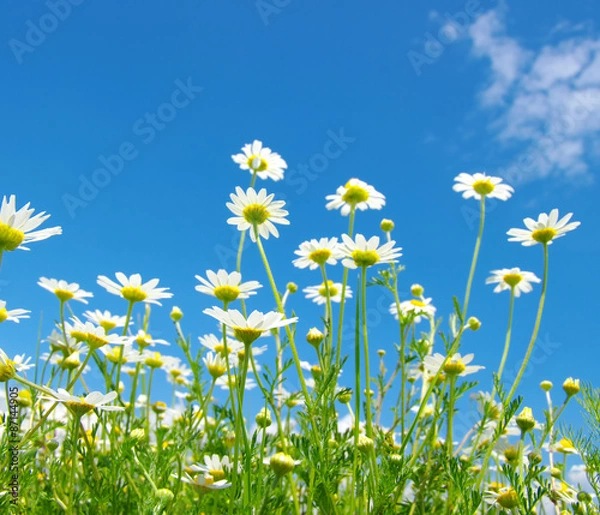 Obraz White camomiles