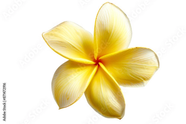 Obraz yellow frangipani flower isolated on transparent background