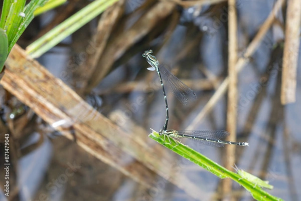 Fototapeta グンバイトンボの交尾