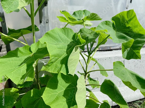 Obraz leaves in the garden