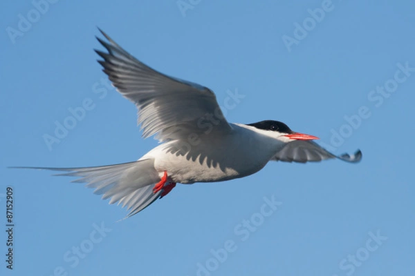 Obraz arctic tern in flight